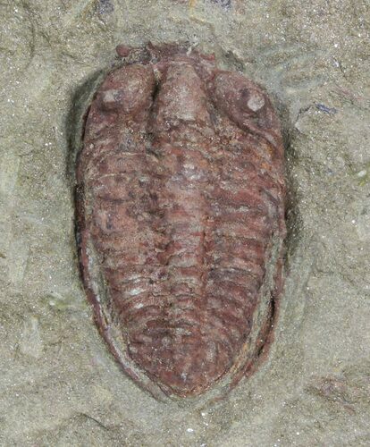 Reddish Bathycheilus Trilobite - Zagora, Morocco #55145